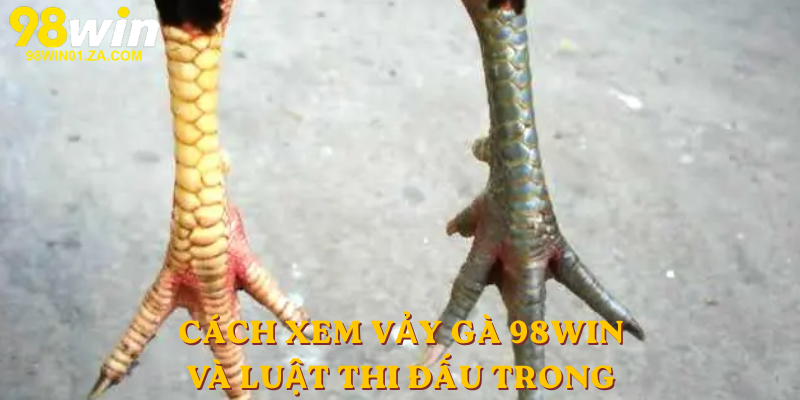 Cách xem vảy gà 98win và luật thi đấu trong